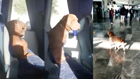 Captan a perro viajando solo