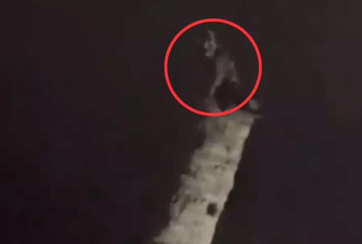 Demonio posando en una palmera