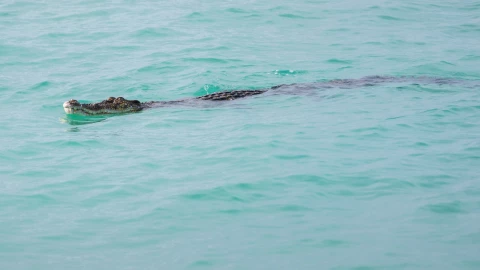 Cierran playas de Jalisco y Nayarit por cocodrilos, julio 2025.png