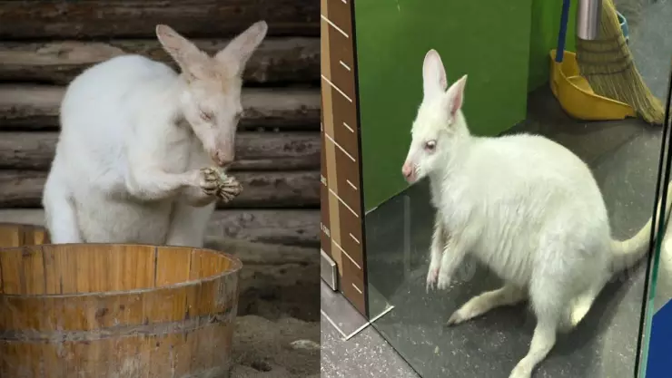 ¿Único en el mundo? Captan a un canguro albino en una tienda de México; las redes se enternecen