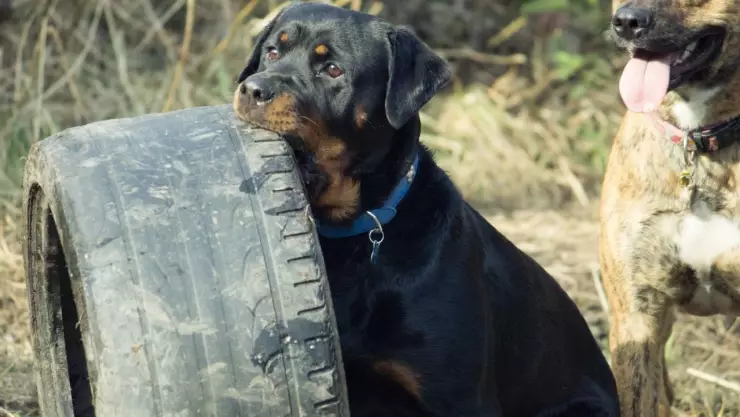 Estudio revela que hay una tierna raza de perros más agresiva que el rottweiler
