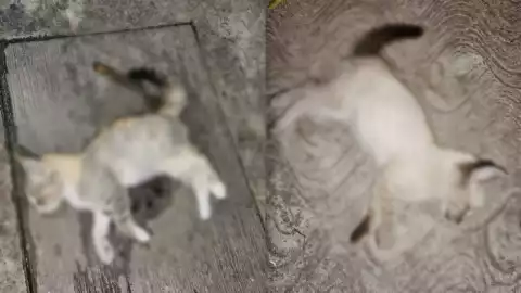 gatitosenvenenados san martín