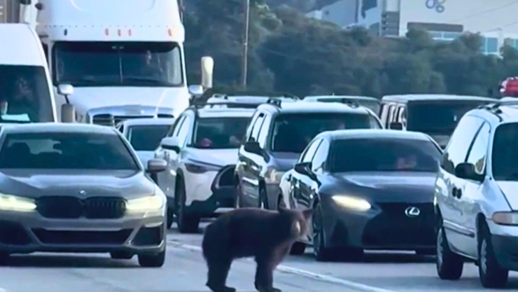 Un oso ingresó a una autopista en California