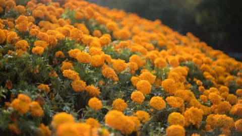 cempasúchil-producción-México