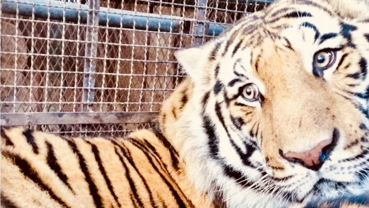 tigres.jpg