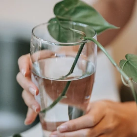Planta Teléfono en agua: la guía definitiva para tener hojas verdes y hermosas si siempre se te mueren las plantas en tierra