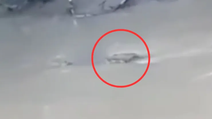 cocodrilo ataque en Indonesia