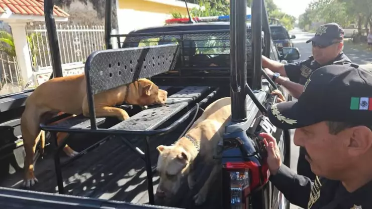 Muere abuelita tras sufrir ataque de perros pitbull en Progreso