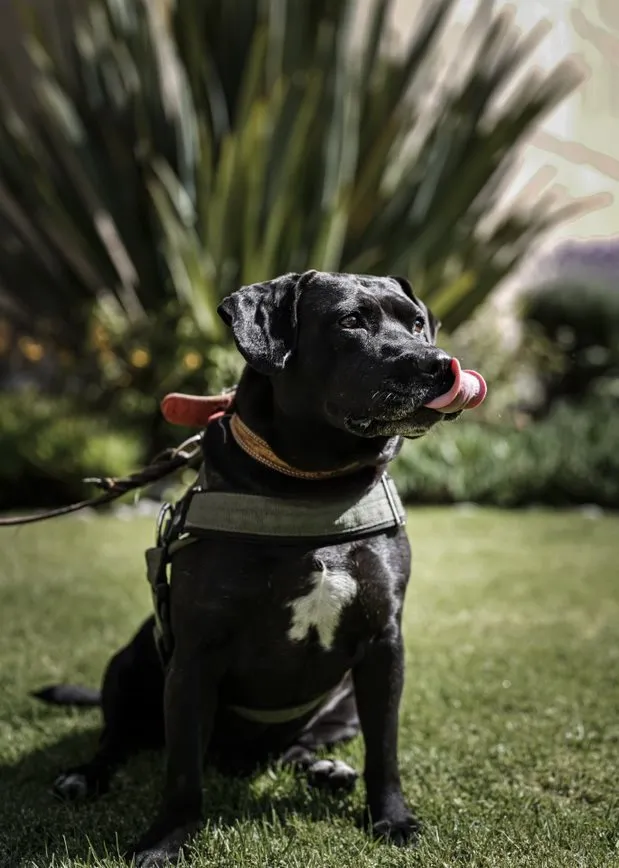 Cuco es un perro muy cariñoso, apoya a los pacientes del IMSS.jpg