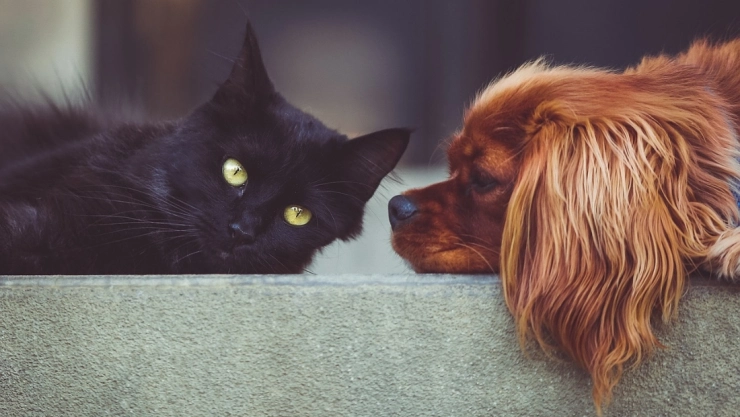 Francia venta de perros y gatos