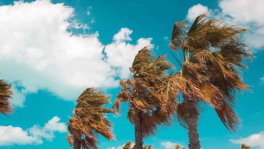 Ramas con un viento seco