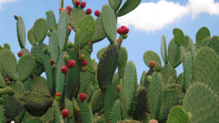 nopal