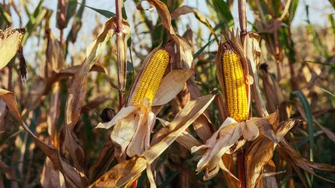maíz recetas prehispánicas