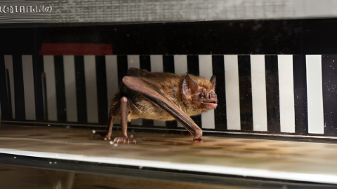 murciélagos vampiro correr