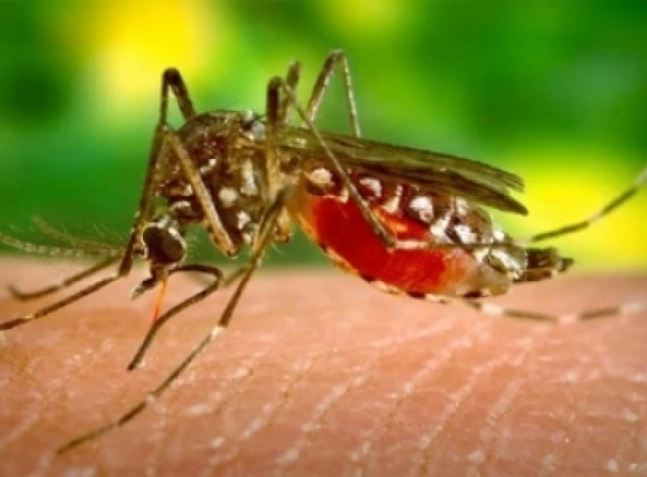 Dengue