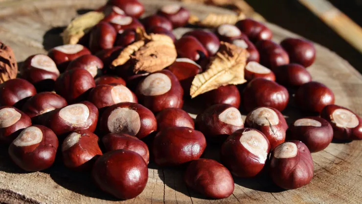 El fruto seco que debes comer con moderación aunque tiene grasas saludables