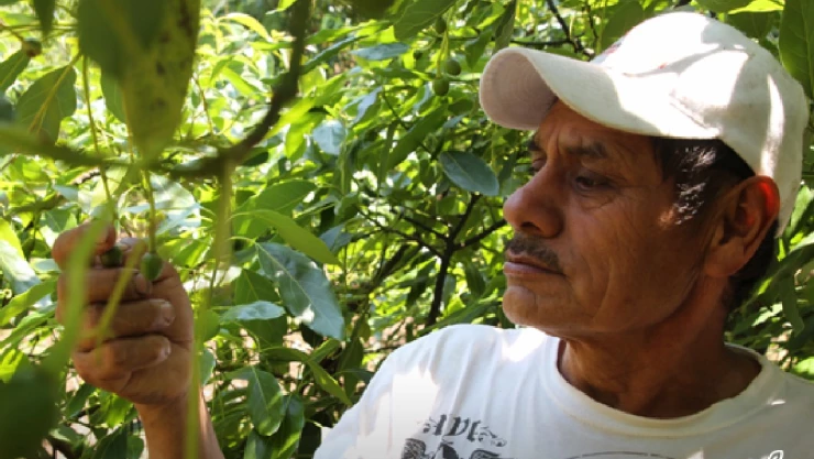 programas sociales revocación de mandato