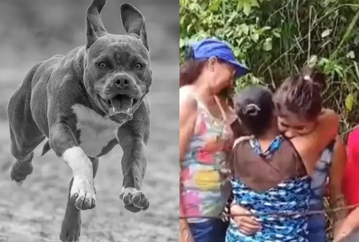 Perros pitbull atacan a niño 