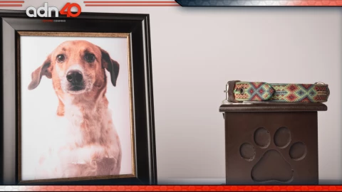 perro dia de muertos.jpg