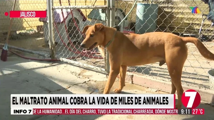Ares un cachorro sobreviviente al maltrato animal