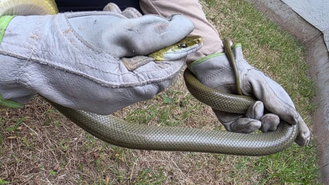 Serpiente hallada en León