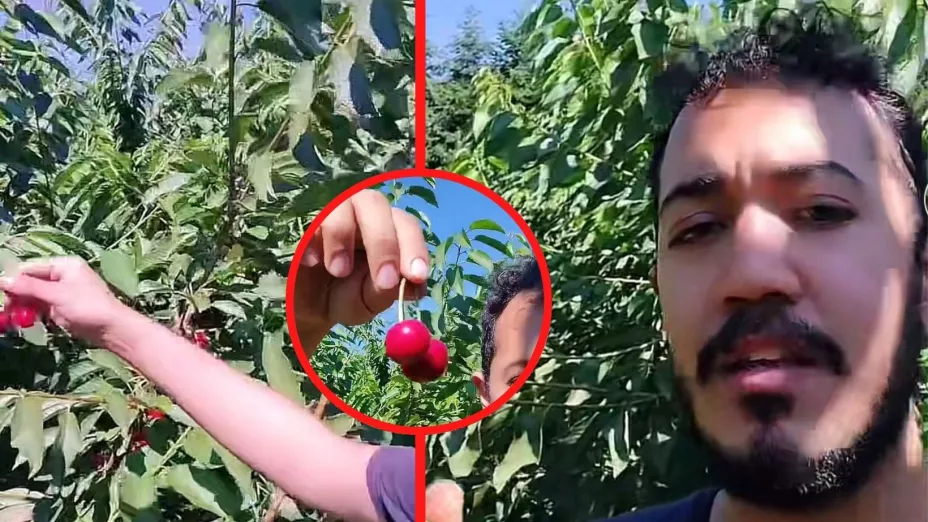 joven presume su atractivo sueldo en Canadá como recolector de cerezas.jpg
