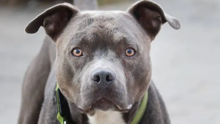 Niño iba a una fiesta; fue mutilado por el perro pitbull de la familia