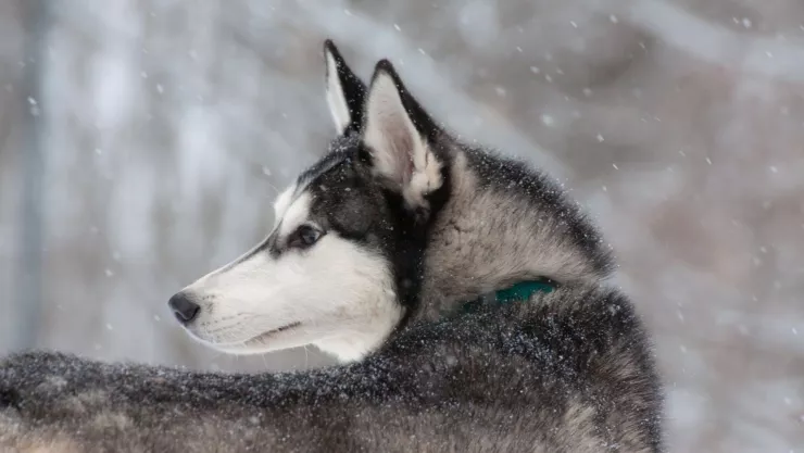 Un perro husky siberiano se convirtió en un héroe en Alaska.jpg