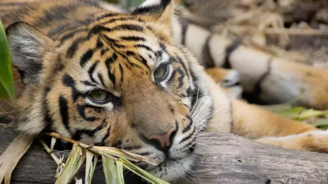 Tigre de sumatra nace en Italia; hay menos de 600 ejemplares en el mundo