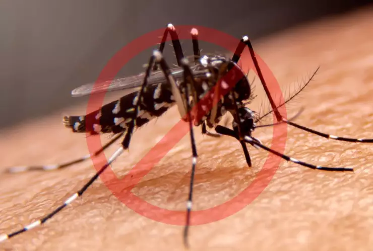 ¿Cómo eliminar mosquitos en tu hogar con un ingrediente natural?