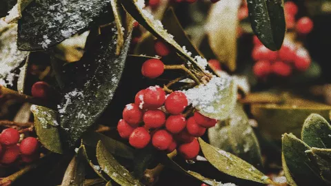 Navidad ¿Por qué la gente se besa debajo del muérdago?