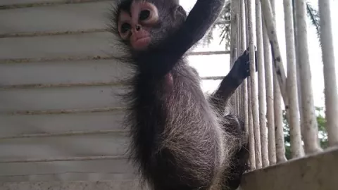 FOTOS Abandonan a ejemplar de mono araña en Yucatán
