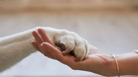 fecha límite para tramitar la nueva CURP