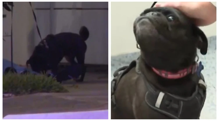 Fando, el perro pug que conmovió a Zapopan al resguardar el cuerpo de su dueño asesinado, regresa con sus familiares| VIDEO