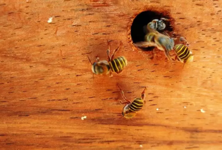 Esta es la abeja melipona, considerada la abeja sagrada de los mayas en Yucatán