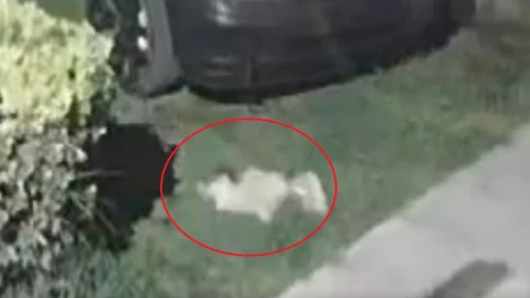 coductor atropella perrita metepec edomex