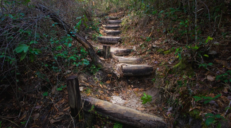 una vista de los hermosos senderos de Torreya State Park
