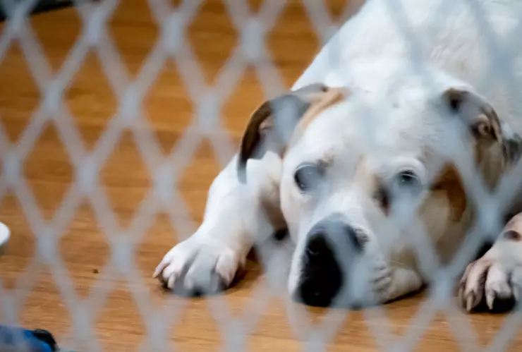 Perro le dispara accidentalmente a su dueño en EU.