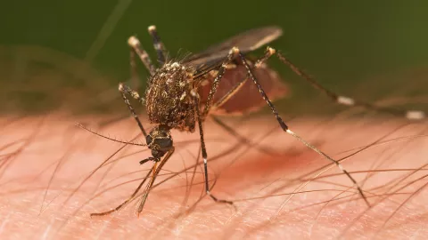 dengue