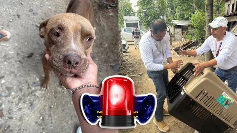 Indigente abusa de perrita pitbull en Benito Juárez; rescatan a la ‘lomita’ y este es su estado de salud.webp