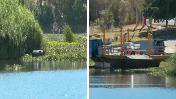 Lirio invade lago de Valsequillo en Puebla dificultando traslados.jpg