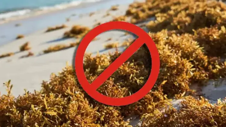 ¿Cuáles son las playas sin sargazo hoy, 1 de julio, en Cancún y la Riviera Maya?
