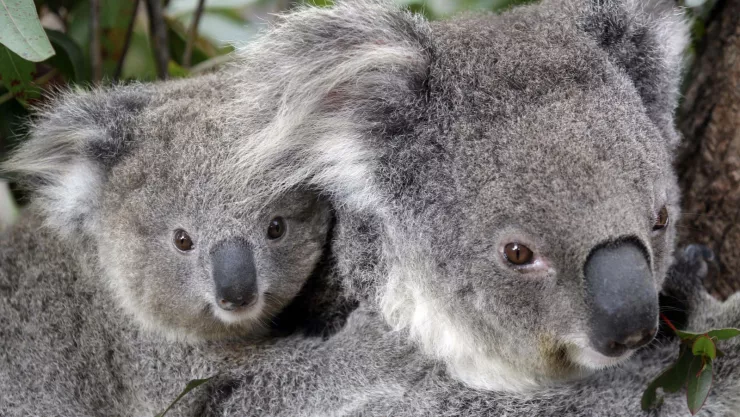 Dos koalas trepan a un árbol en un zoo de Sydney, Australia. imagen, AP.