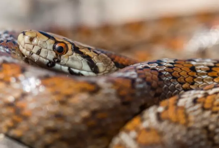 MORDEDURA DE SERPIENTE