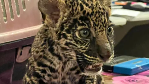 Cachorro de jaguar se vendía en plaza comercial, Profepa ya lo aseguró
