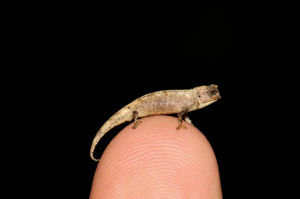 Un camaleón del tamaño de una semilla podría ser el reptil más pequeño de la Tierra y con los genitales más grandes