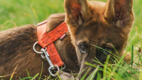 ¡Indignante! Hombre ataca con un machete a un perro porque se comió a sus gallinas en Veracruz