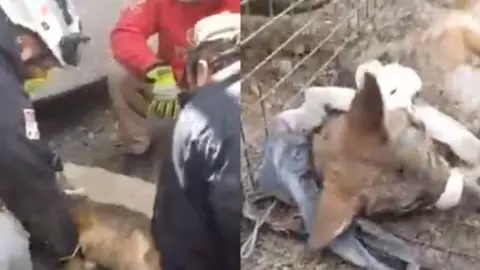 rescate coyote clinica imss.jpg