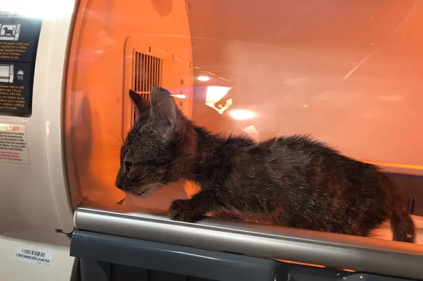 HAYTAP recoge a animales heridos por los incendios en Turquía