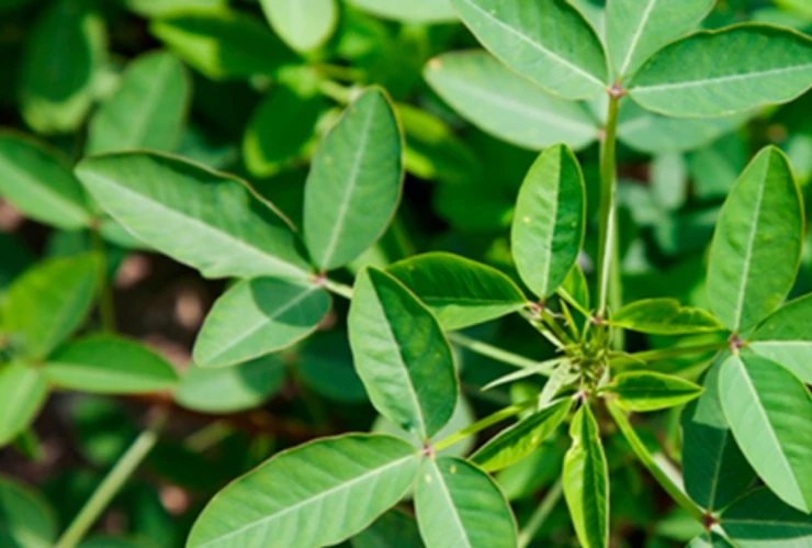 chipilín qué es para qué sirve